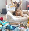 Yorkshire terrier - 6