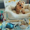 Yorkshire terrier - 9