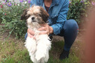 Oddam pieski mama shi tzu - 3