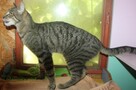 Tiger - 5