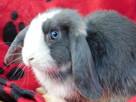 Samczyki mini lop niebiesko białe - 8
