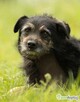 BRONUŚ - kochany psiak w typie terriera do adopcji