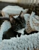 Niewidomy BERGMON szuka domu adopcja adoptuj kot czarnobiały - 2