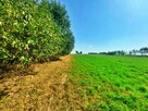 Siedlisko z potencjałem – 0,65 ha działki z zabudowaniami - 13