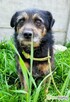 BRONUŚ - kochany psiak w typie terriera do adopcji - 2