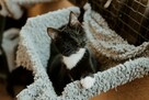Niewidomy BERGMON szuka domu adopcja adoptuj kot czarnobiały - 3