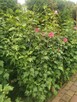 HIBISCUS SYRYJSKI RÓŻOWY - DUŻE SADZONKI - 4