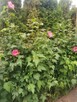 HIBISCUS SYRYJSKI RÓŻOWY - DUŻE SADZONKI - 5