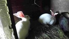 sprzedam króliki - 16