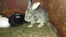 sprzedam króliki - 9