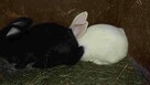 sprzedam króliki - 5