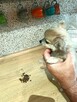Przepiękna Beżowa Maleńka Chihuahua - 8