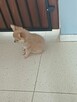 Bardzo Mała Długowłosa Beżowa Chihuahua - 4