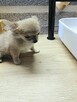 Bardzo Mała Długowłosa Beżowa Chihuahua - 6