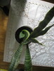 Sansevieria, wężownica 80 cm, skutecznie oczyszcza powietrze - 5