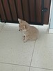 Bardzo Mała Długowłosa Beżowa Chihuahua - 11
