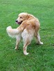 Golden retriever reproduktor/ krycie - 5