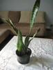 Sansevieria, wężownica 80 cm, skutecznie oczyszcza powietrze - 1