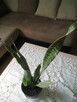 Sansevieria, wężownica 80 cm, skutecznie oczyszcza powietrze - 3