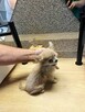 Bardzo Mała Długowłosa Beżowa Chihuahua - 12