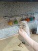 Przepiękna Beżowa Maleńka Chihuahua - 7