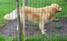 Golden retriever reproduktor/ krycie - 9