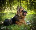 Diana w typie owczarka niemieckiego - 6
