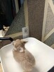 Bardzo Mała Długowłosa Beżowa Chihuahua - 10