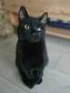 Niedowidzący MAMBO szuka domu czarny kot adopcja adoptuj - 4
