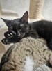 Niedowidzący MAMBO szuka domu czarny kot adopcja adoptuj - 8