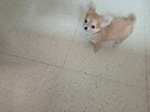 Przepiękna Beżowa Maleńka Chihuahua - 11