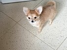 Przepiękna Beżowa Maleńka Chihuahua - 5