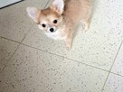 Przepiękna Beżowa Maleńka Chihuahua - 4