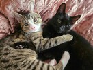 Niedowidzący MAMBO szuka domu czarny kot adopcja adoptuj - 3