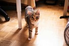 Niedowidząca PAMPI szuka domu trikolor adopcja kotka - 6
