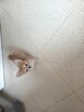 Przepiękna Beżowa Maleńka Chihuahua - 12
