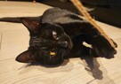 Niedowidzący MAMBO szuka domu czarny kot adopcja adoptuj - 7