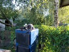 sprzedam piec co - 3
