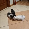 Koty do adopcji - 2