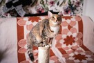 Niedowidząca PAMPI szuka domu trikolor adopcja kotka - 4