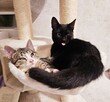 Niedowidzący MAMBO szuka domu czarny kot adopcja adoptuj - 2