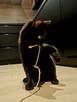 Niedowidzący MAMBO szuka domu czarny kot adopcja adoptuj - 6