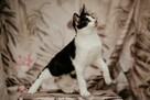 Jednooczek Ptyś szuka domu czarno biały kot adopcja - 8