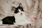 Jednooczek Ptyś szuka domu czarno biały kot adopcja - 7