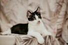 Jednooczek Ptyś szuka domu czarno biały kot adopcja - 5