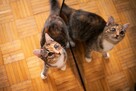 Niedowidząca PAMPI szuka domu trikolor adopcja kotka - 3