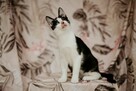 Jednooczek Ptyś szuka domu czarno biały kot adopcja - 3