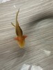 Aksolotl Salamandra meksykańska - 4
