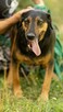 NADIR - piękny psiak w typie gończego do adopcji - 3