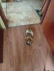 Piękny piesek shih tzu z rodowodem - 4